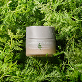 A jar of Missha Artemisia Calming Moisture Cream placed among lush green Artemisia leaves, highlighting its natural, soothing ingredients and calming skincare benefits.